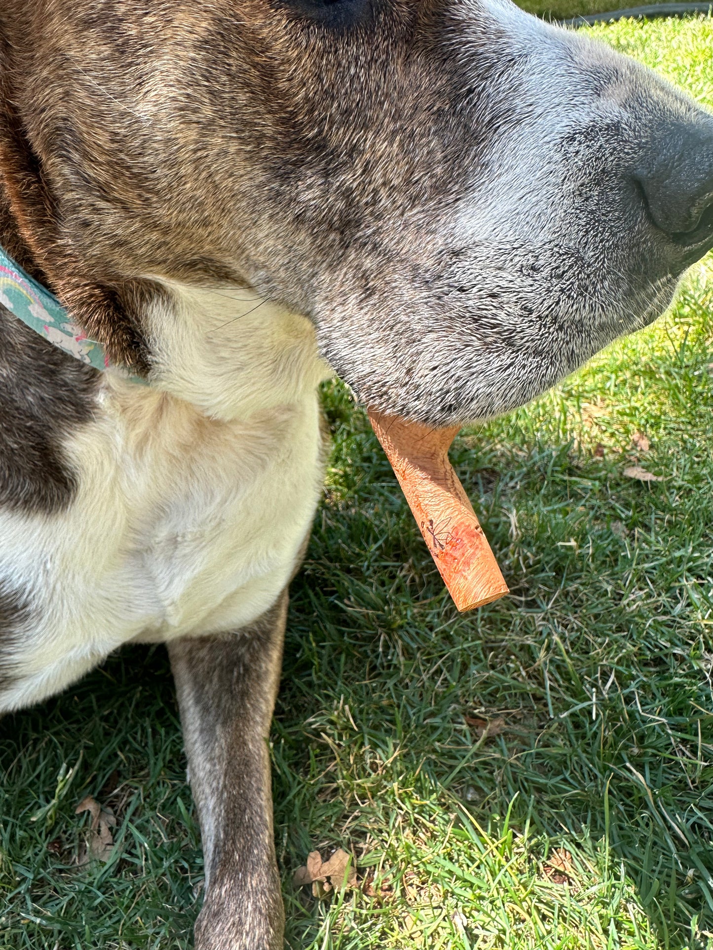 Dog Bones!