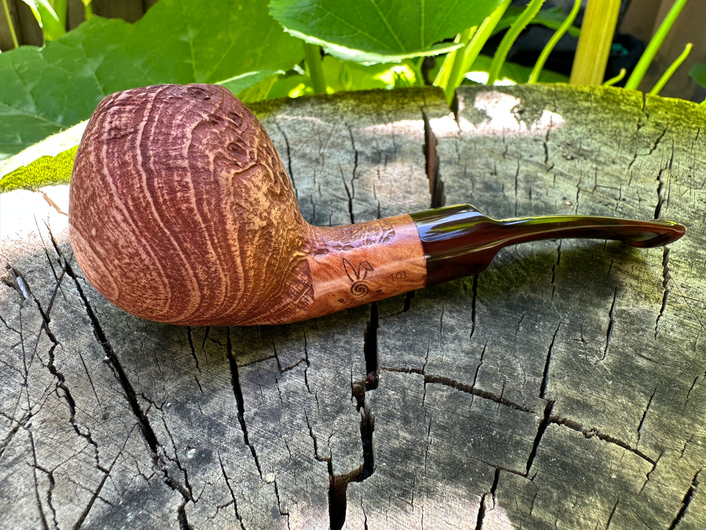 Arbutus 101