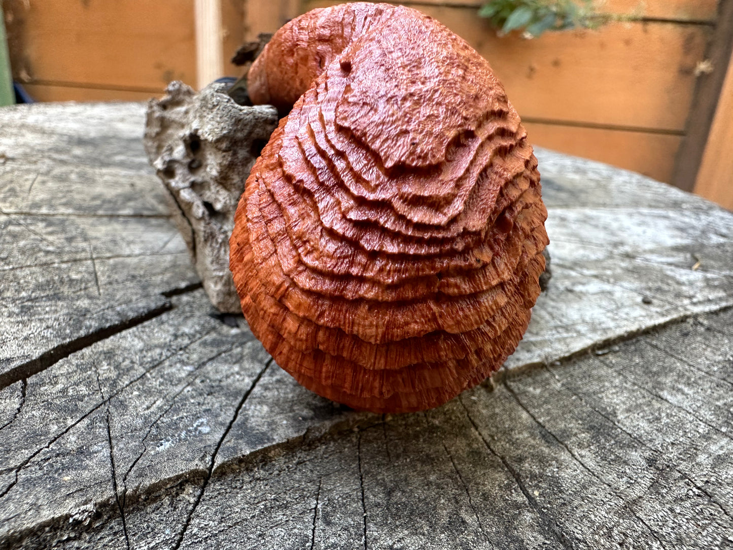 Witches Finger