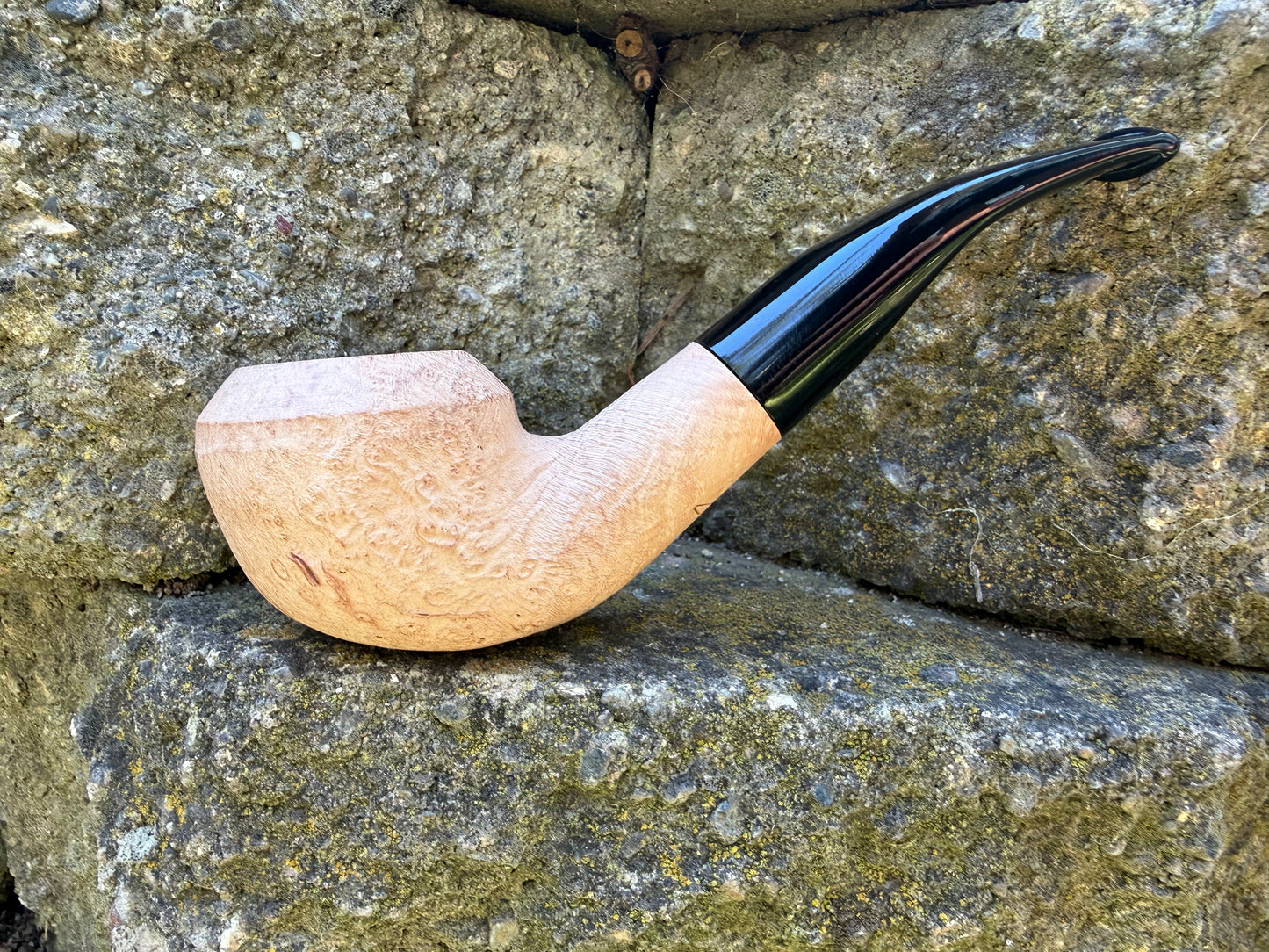 Bones- Bent Rhodesian