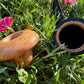Calabash