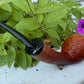Danish Apple
