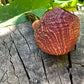 Arbutus 101