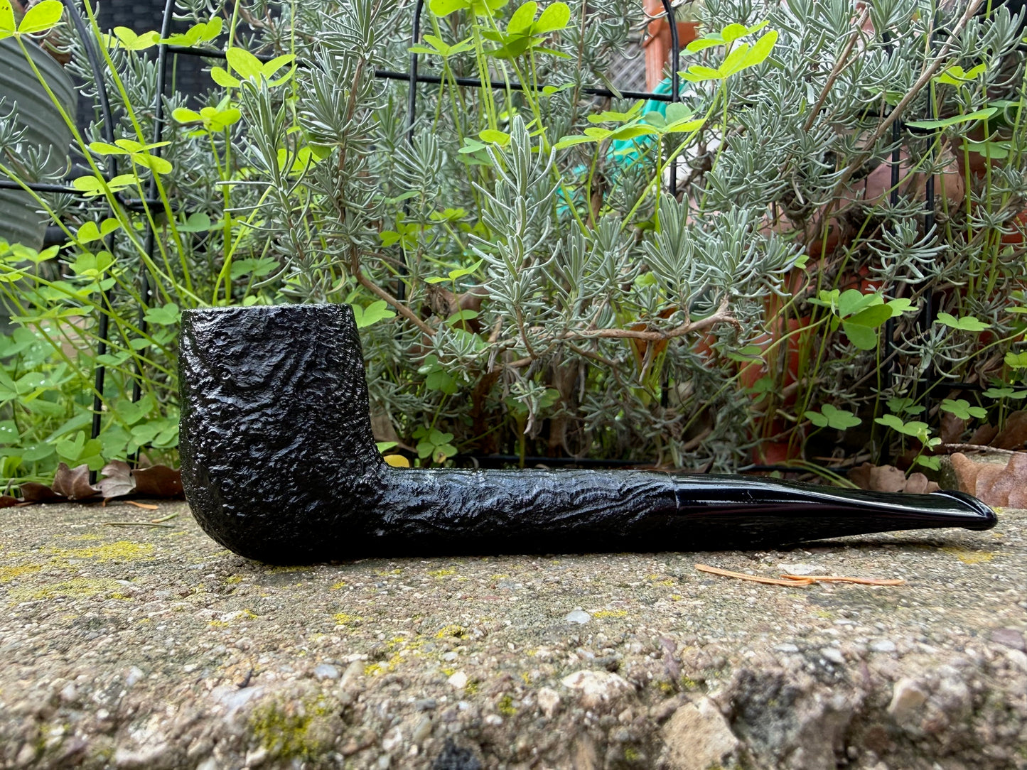 Bones- Specimen Long Liverpool